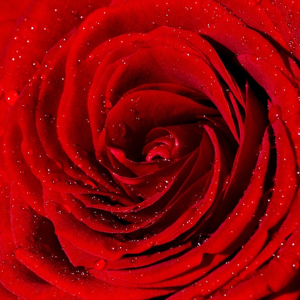 Valentine's Rose by Miha Travnik