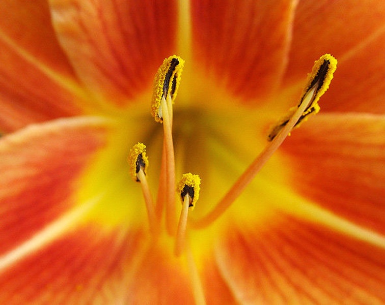 Fireflower by Miha Travnik