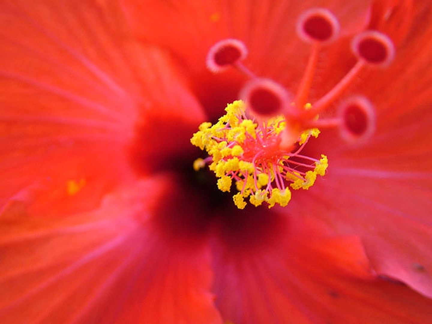 Hibiskus by Miha Travnik