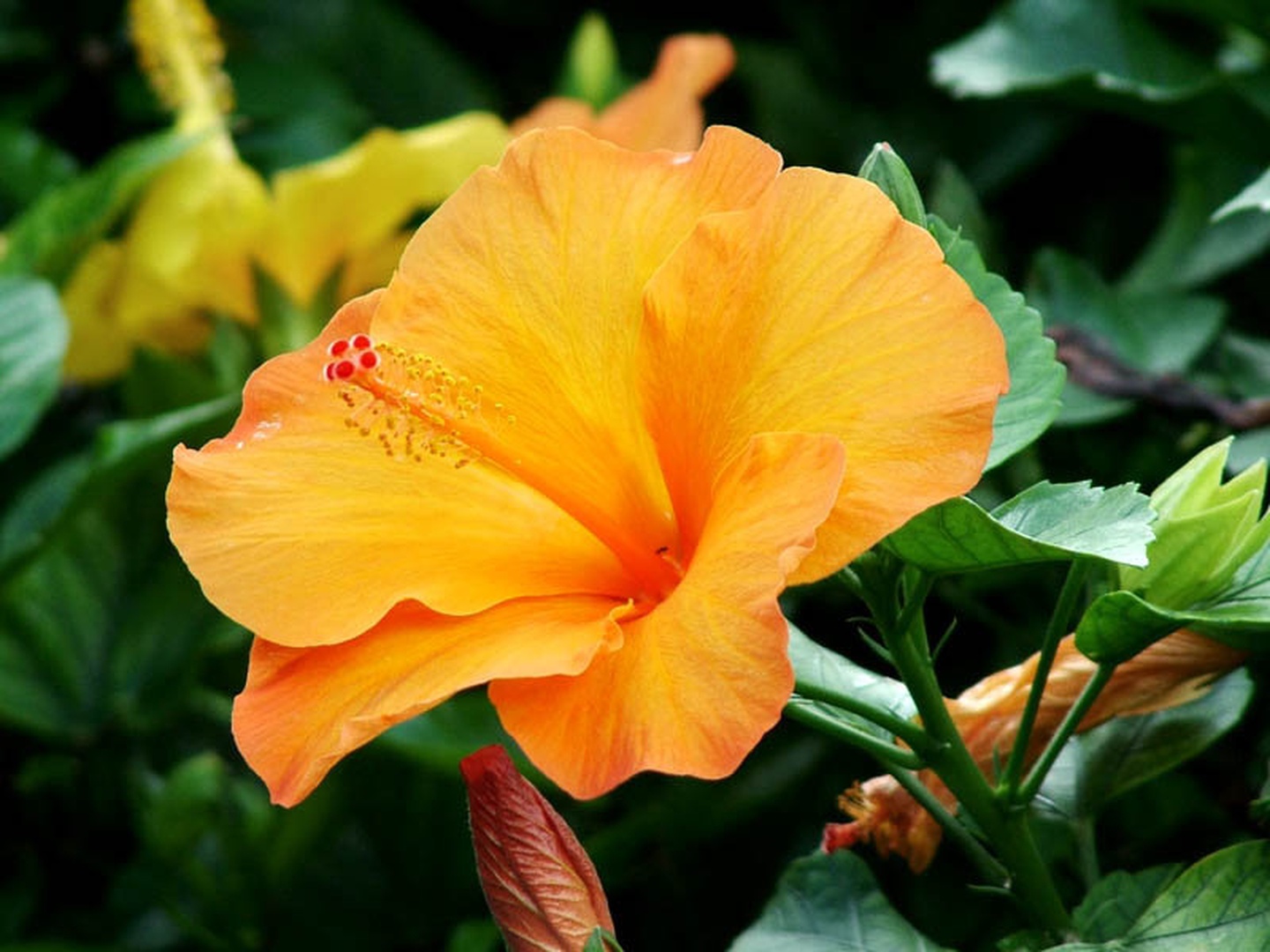 Hibiskus 2 by Miha Travnik
