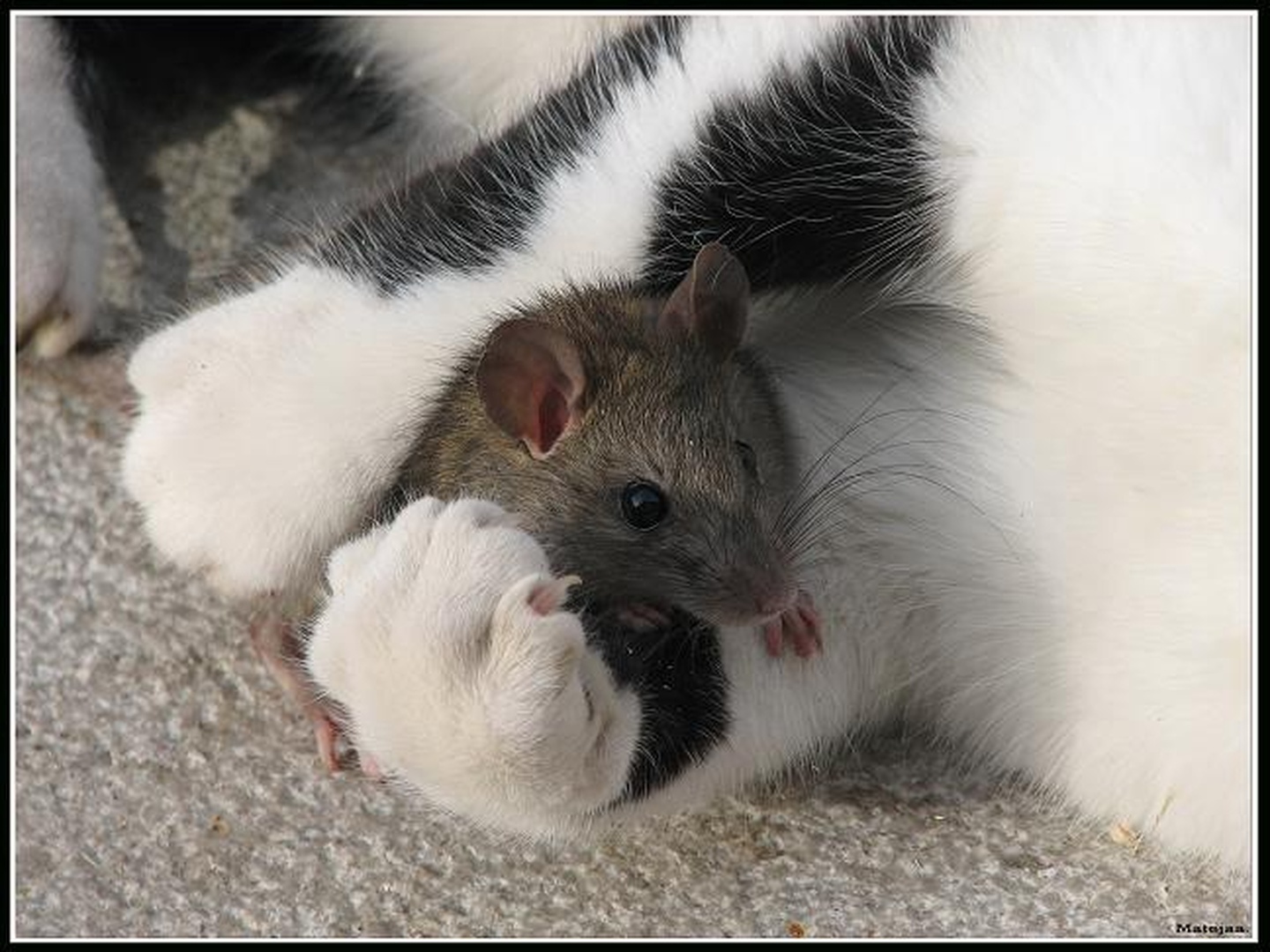rat by Mateja B