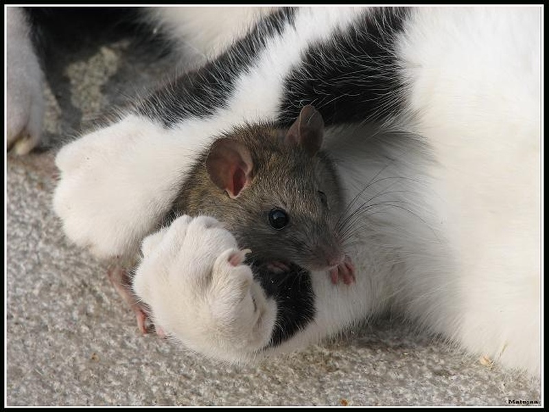 rat by Mateja B