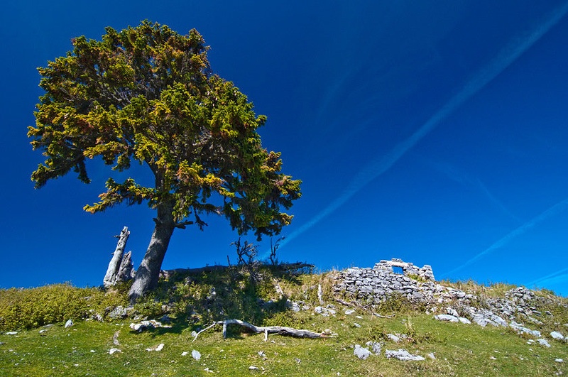 Vošca by Izidor Gašperlin
