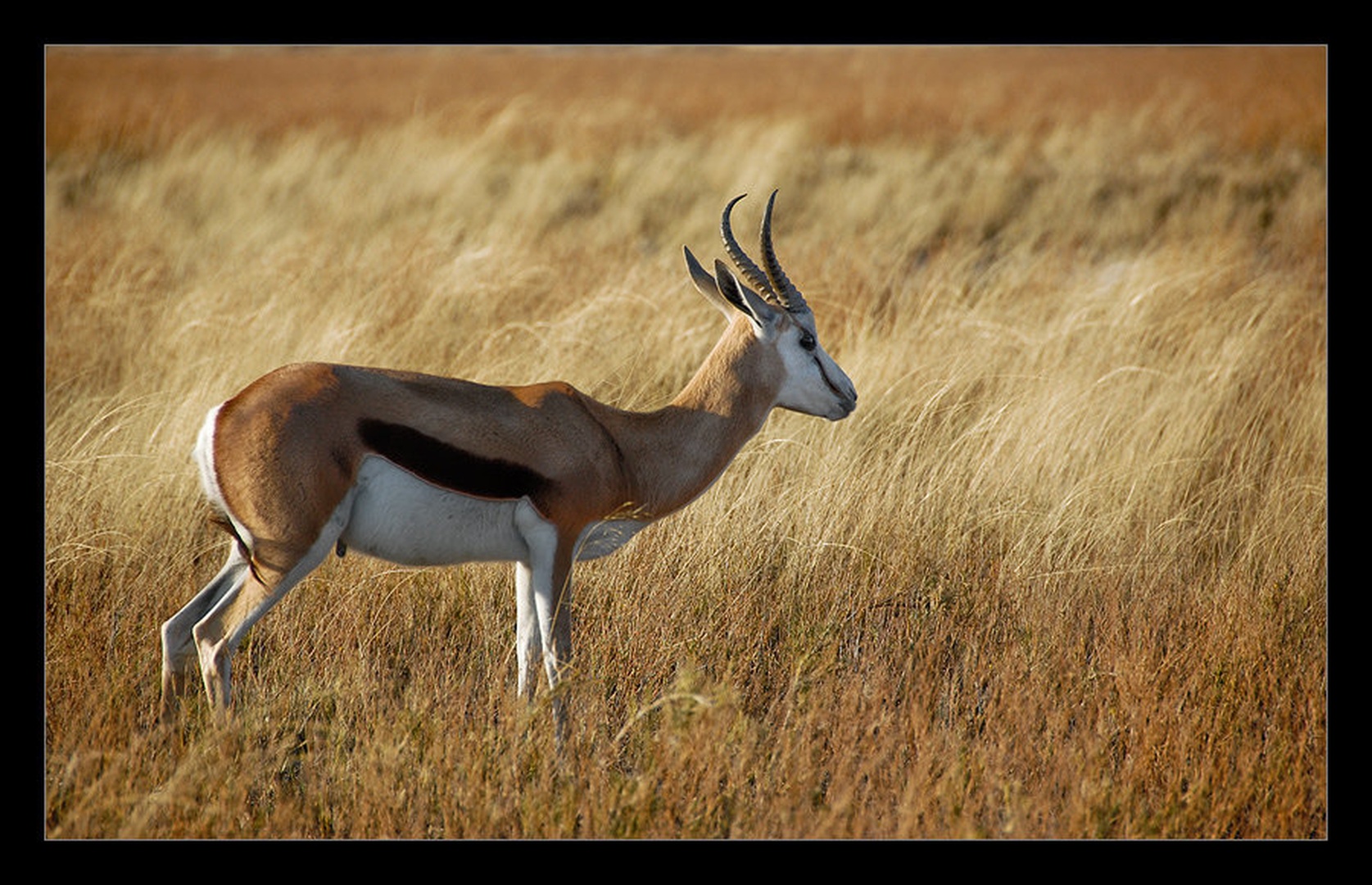 Etosha by Izidor Gašperlin