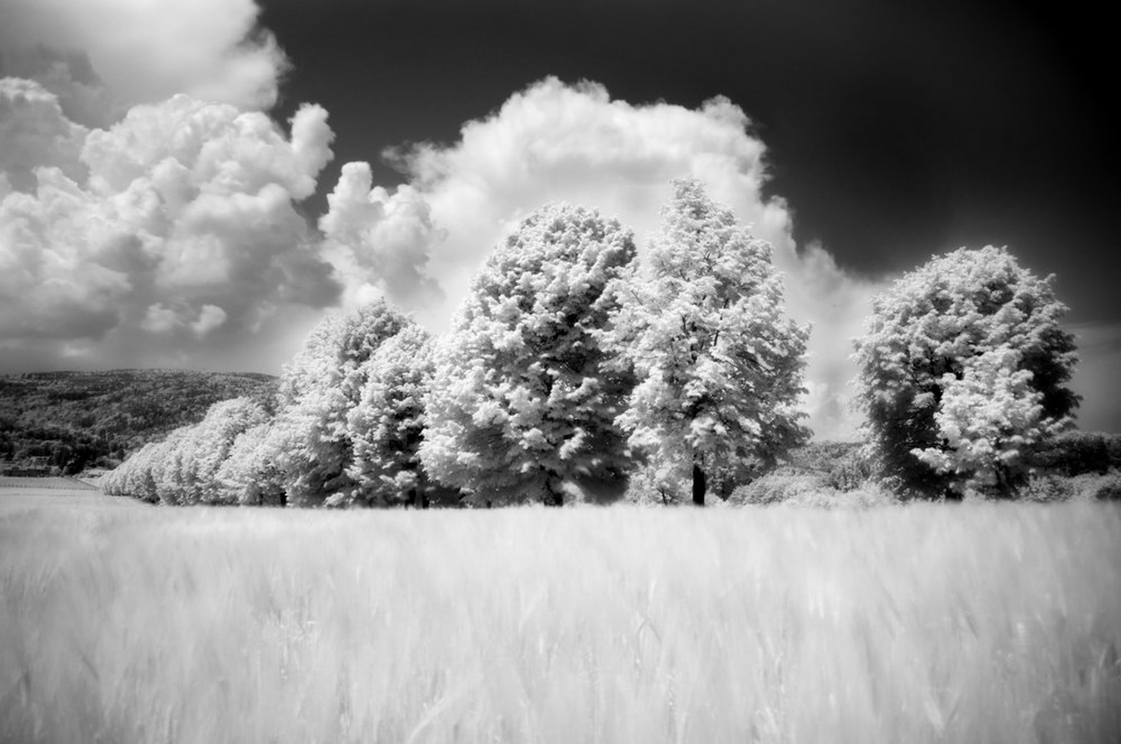 Žito by Zdene V.