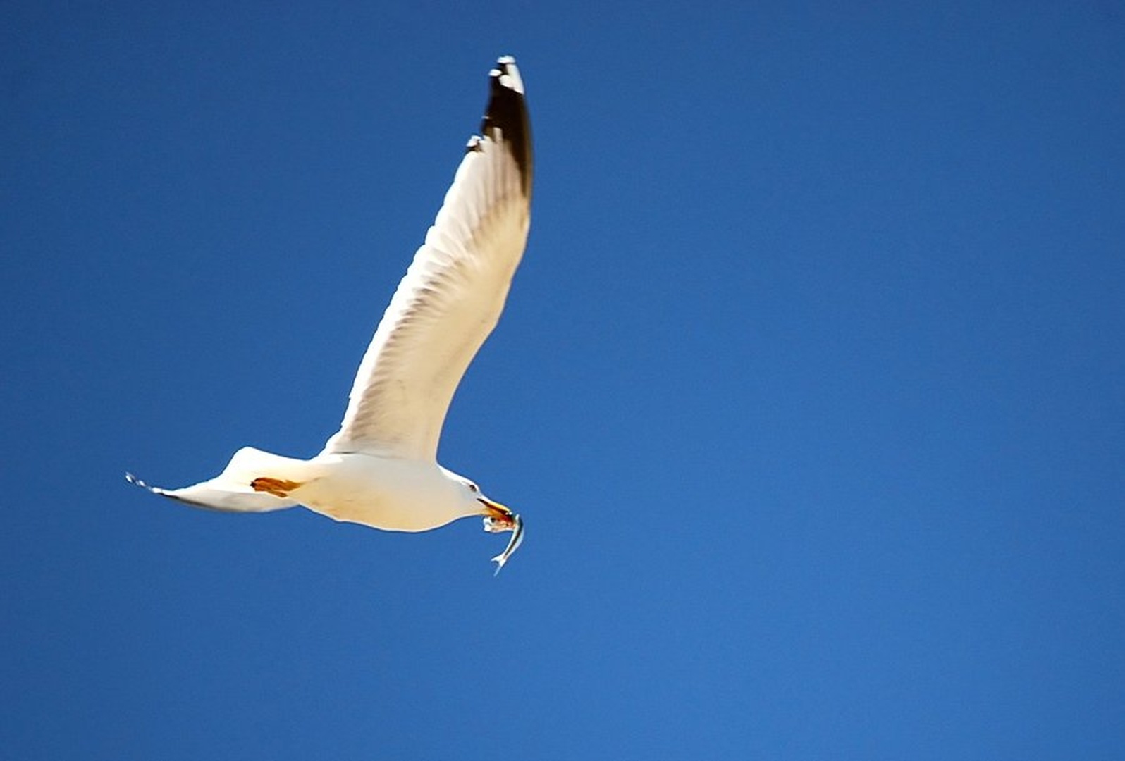 Laridae canus by Urban Rednak