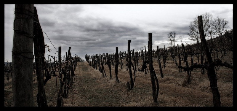 Ko pride zima v vinograd by sn0wball
