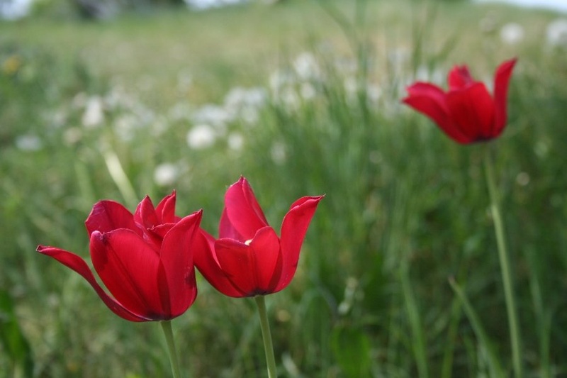 Tulipani by David Šelj