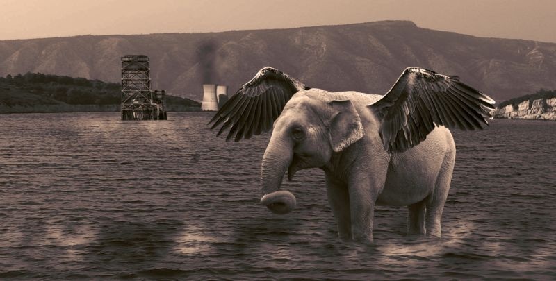 Elephant by david kropf