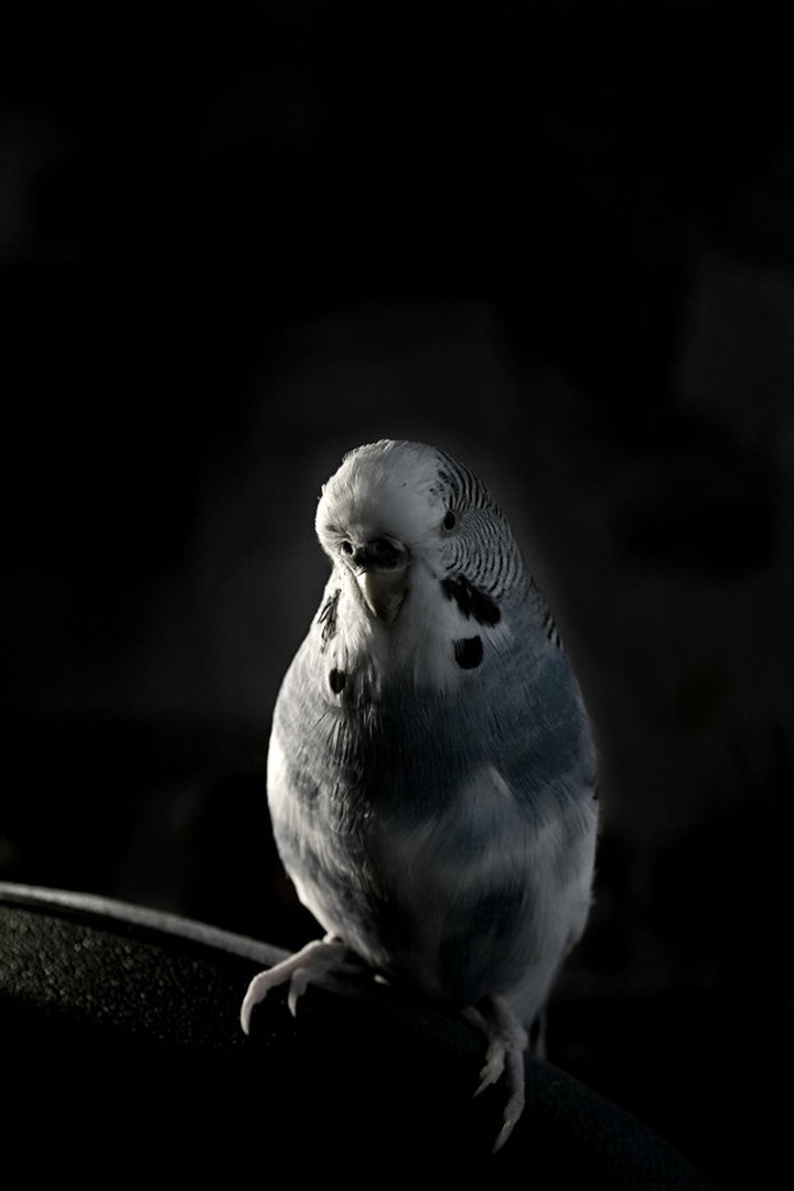 Pepi by Blaž Žnidarič