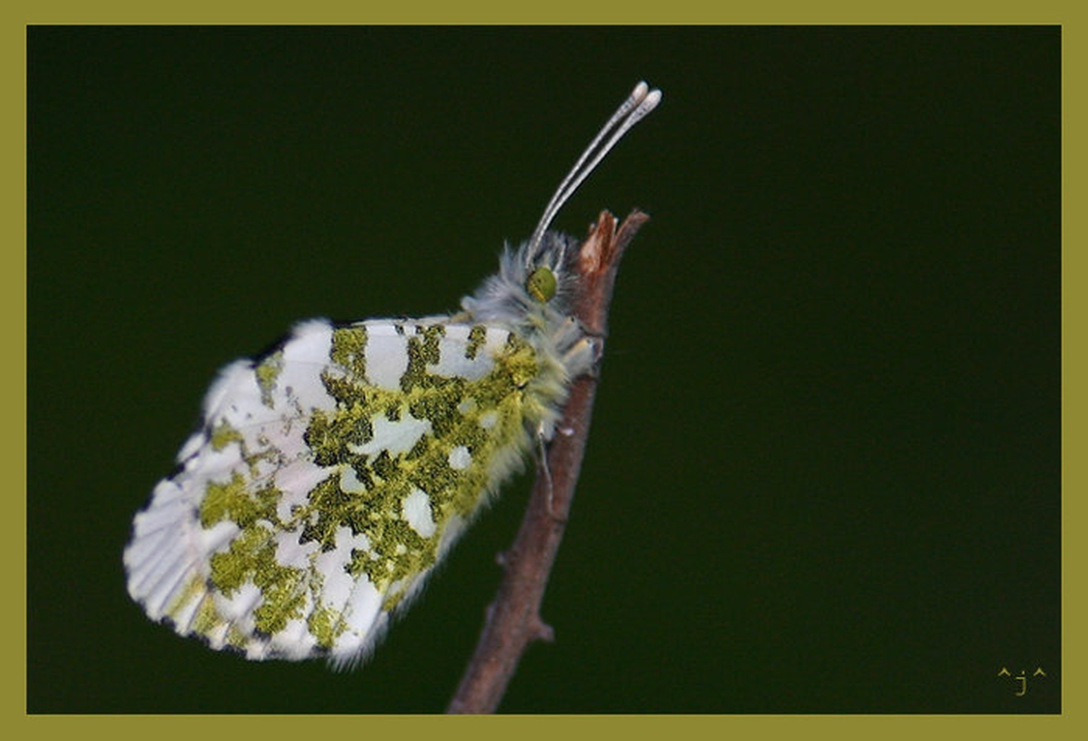 Zorica II. by