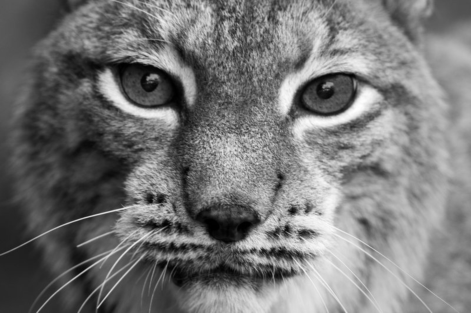 Face To Face by Aleksandar Vasic