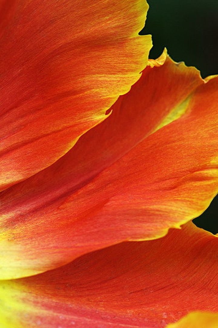Passion of Flower by Aleksandar Vasic