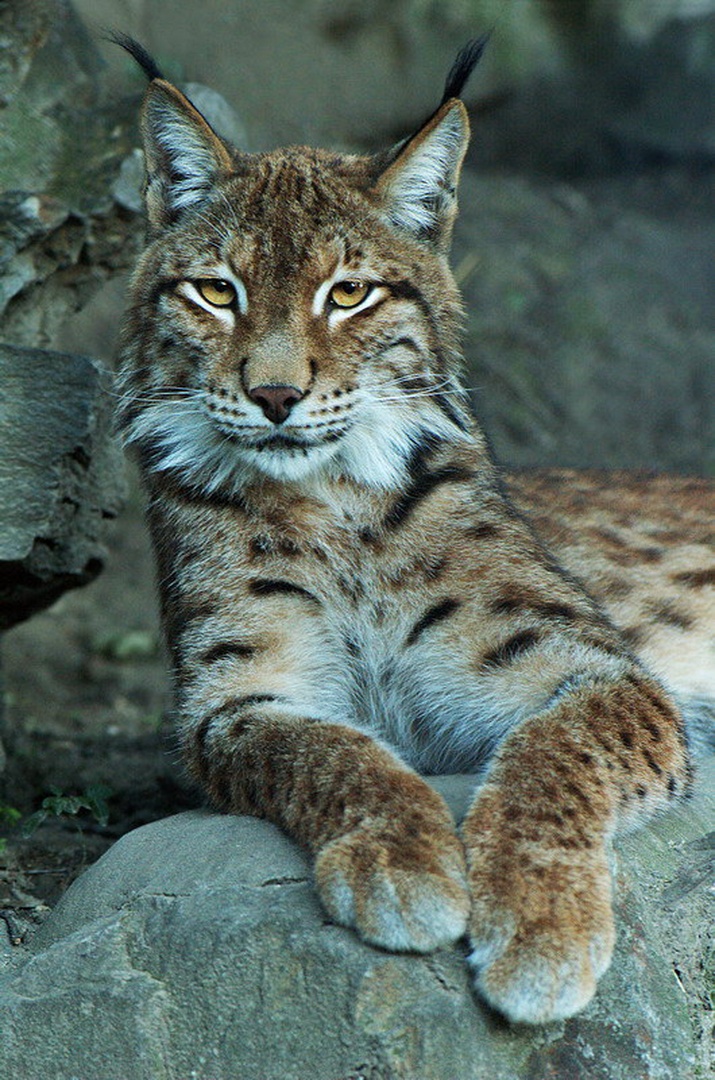 Wild Nature by Aleksandar Vasic