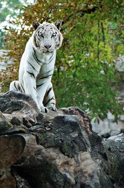 The Land of White Tigers by Aleksandar Vasic
