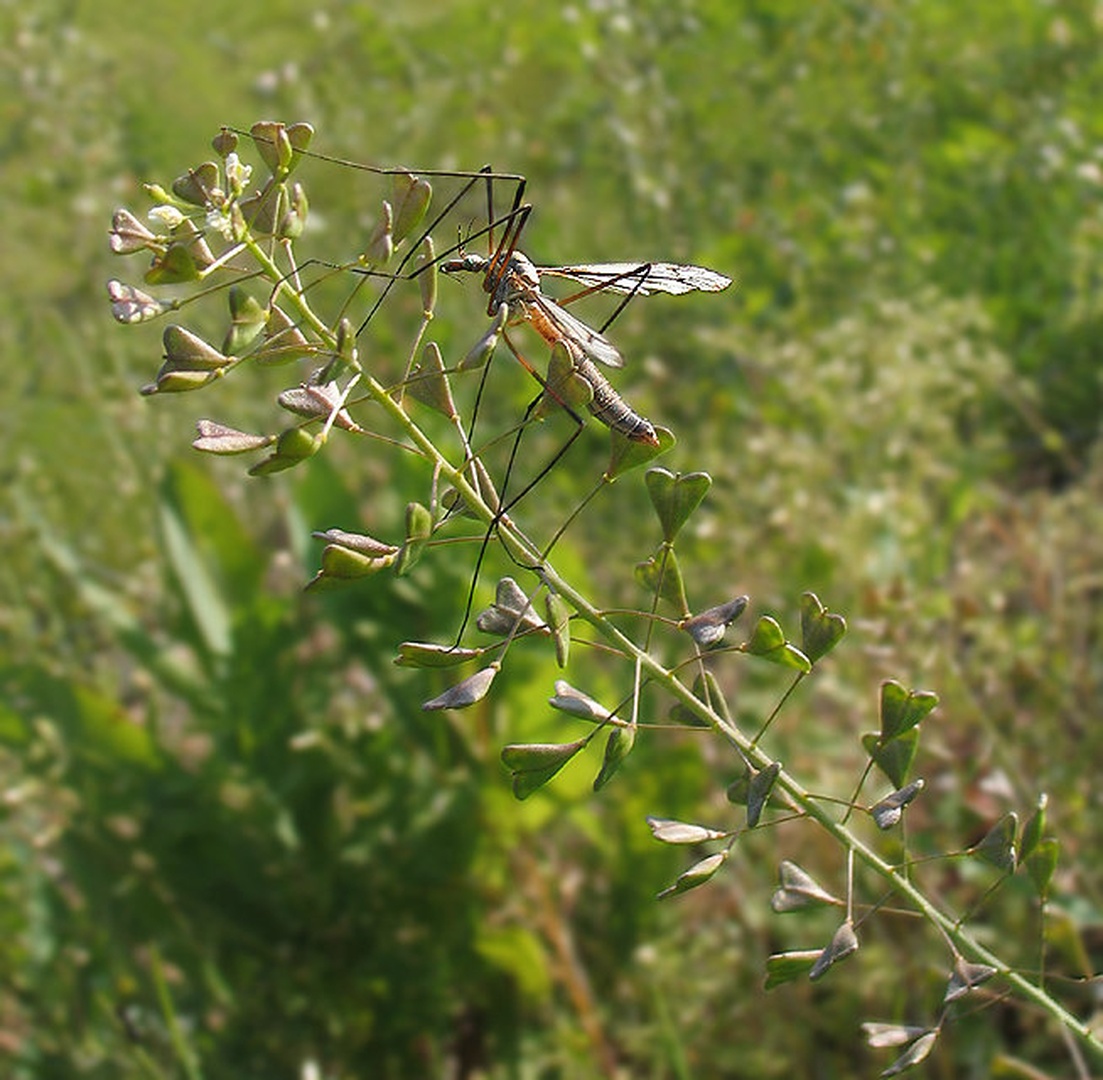na vejici ljubezni by Dali double07