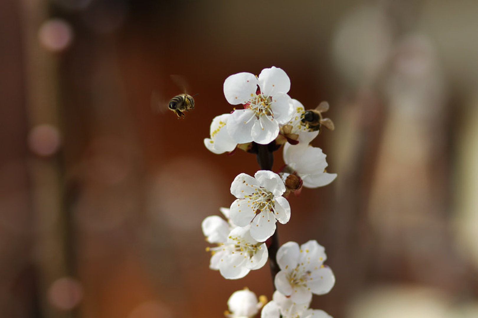Busy bee by Tina