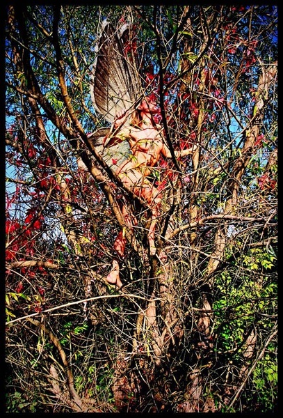 Misel by Wicked