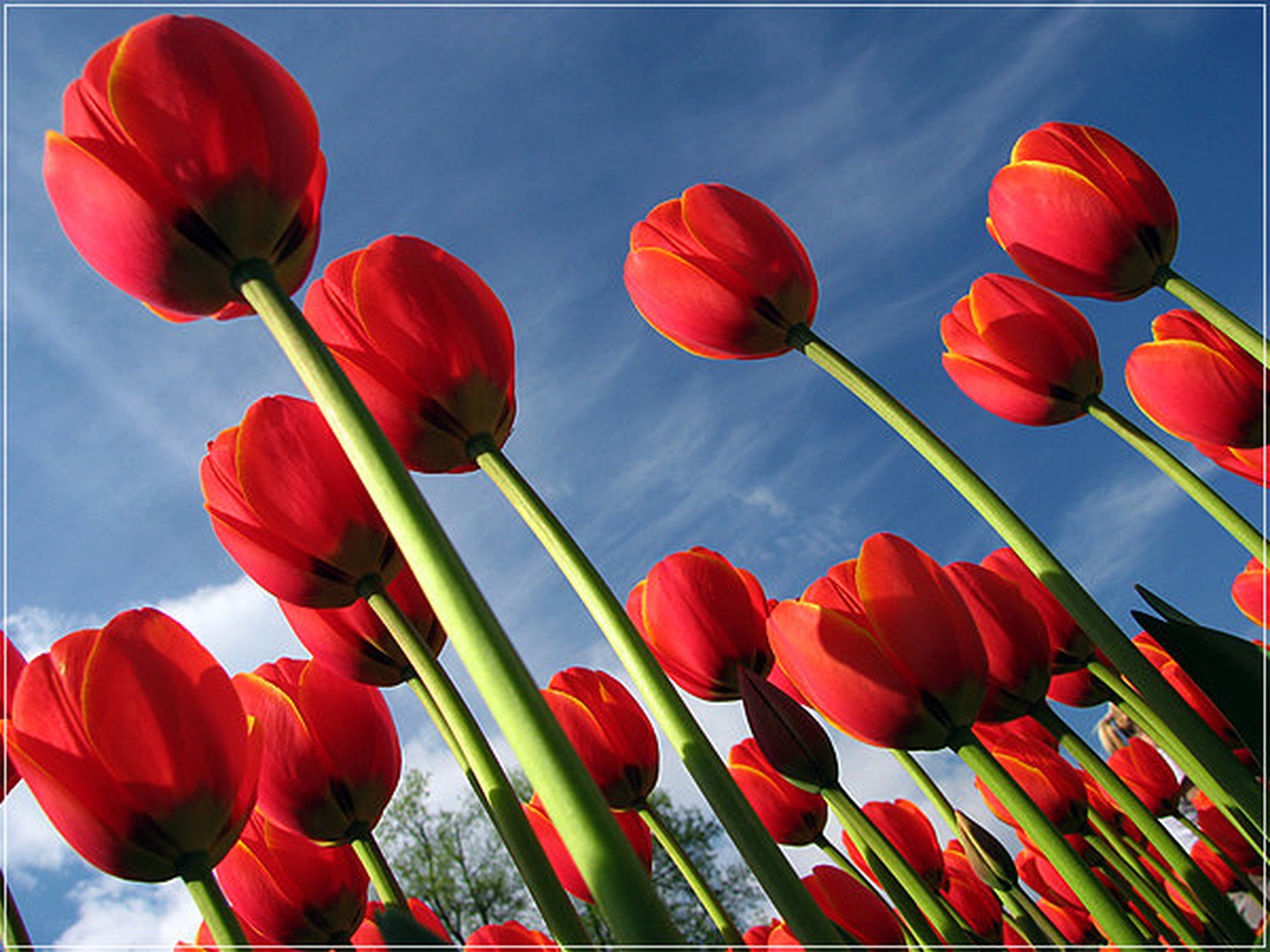 Tulipani by LiL Dee