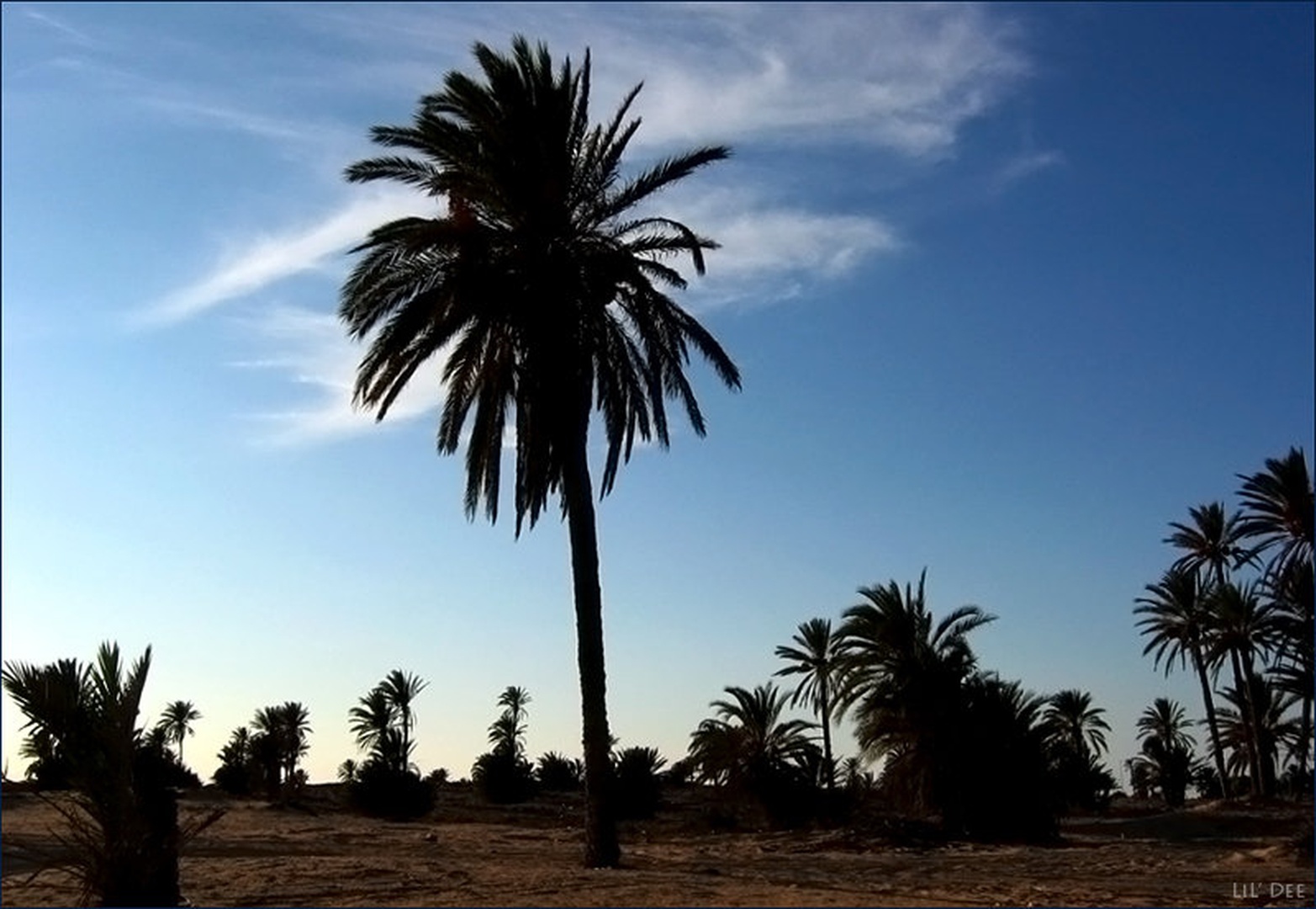 Palme by LiL Dee