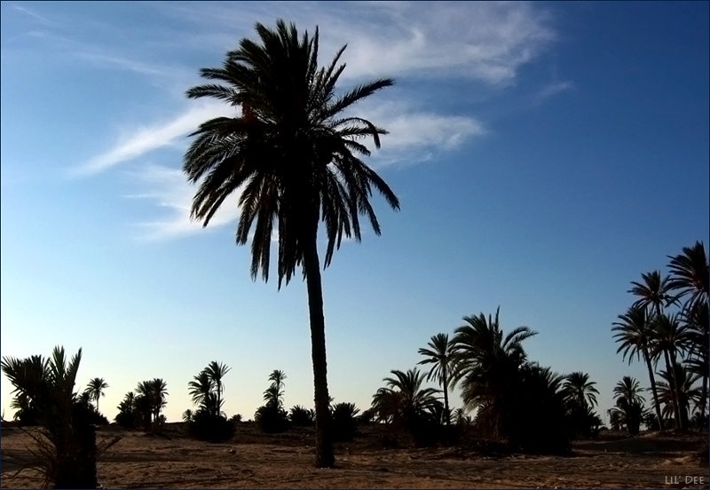 Palme by LiL Dee