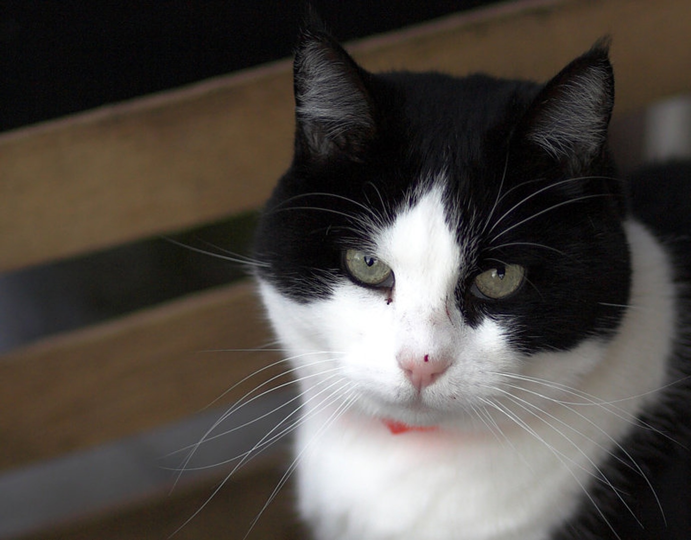 the Cat by JC