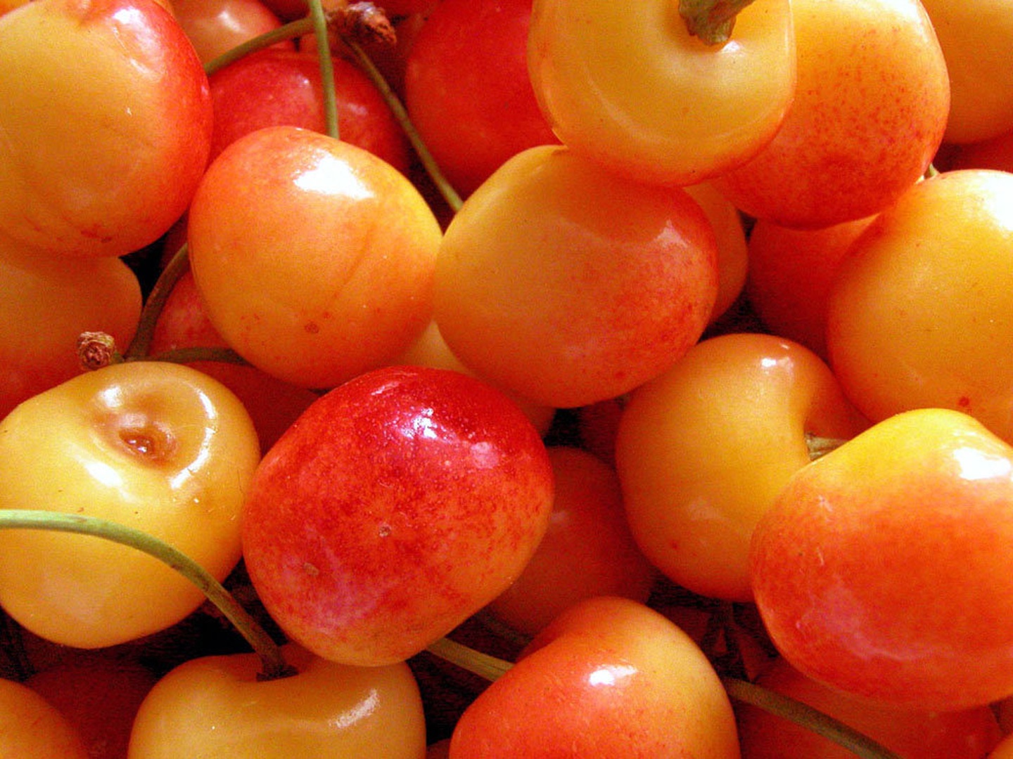 makro češnje letnik 2003 by