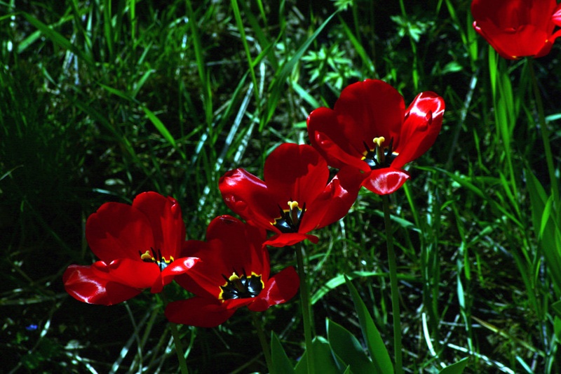 tulipani by jstajm