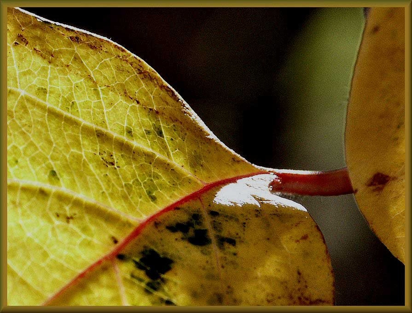 Detalj lista by