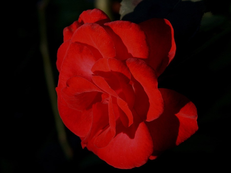 Velvet rose by rado