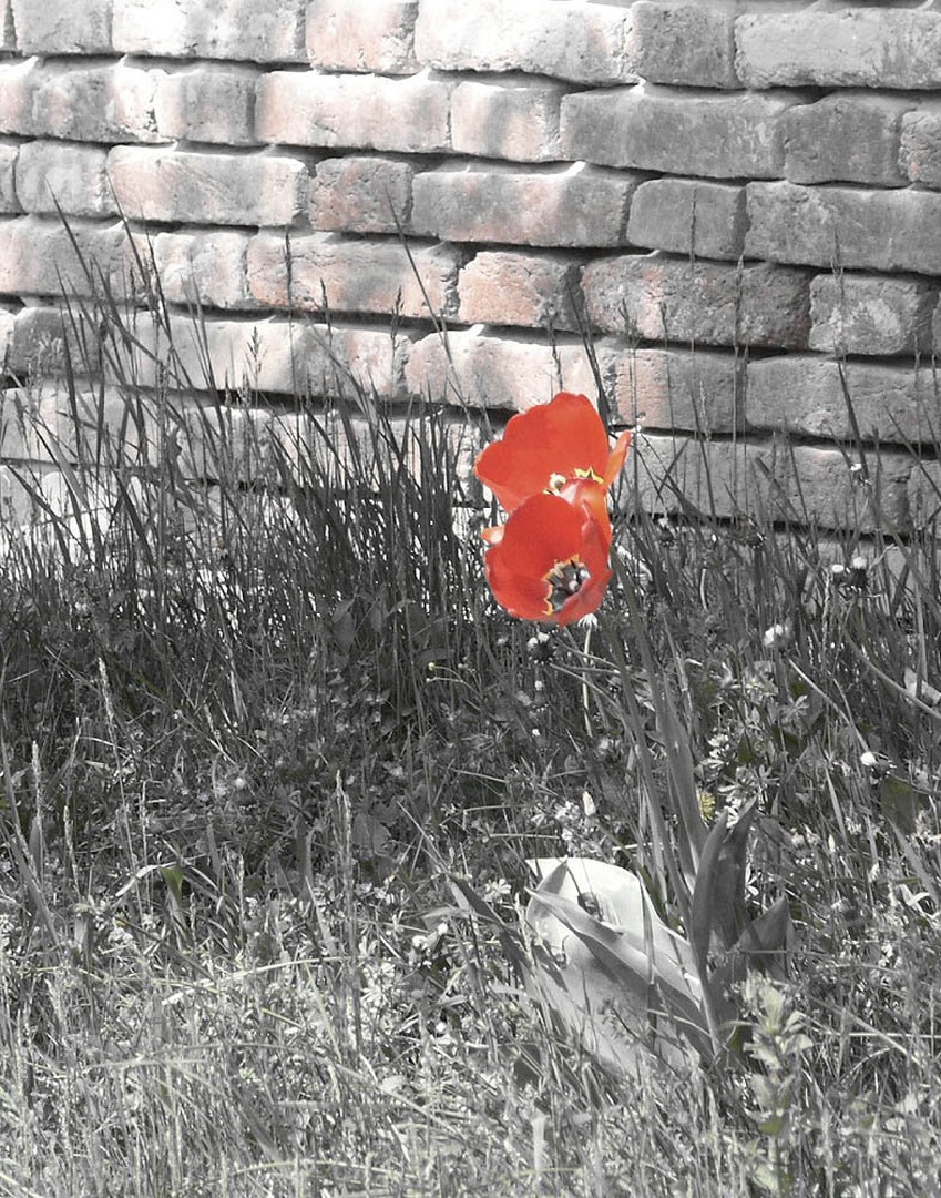 tulipan by