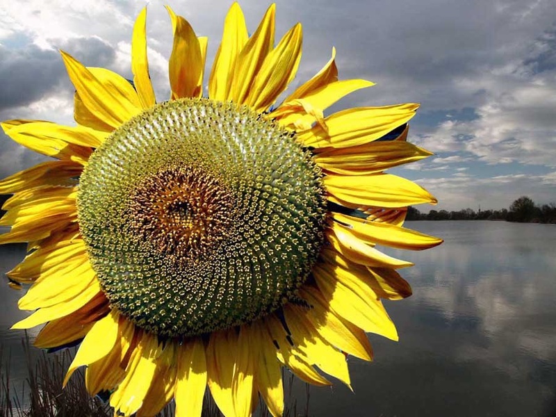 sonce by rado