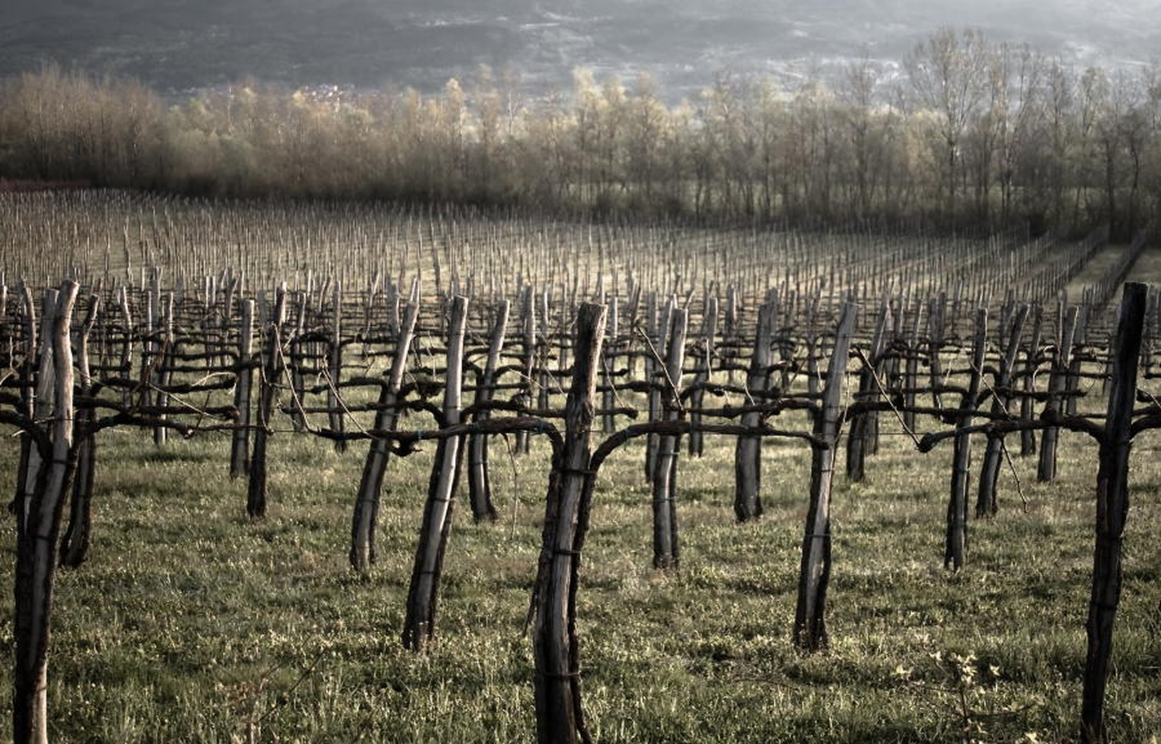 vinogradniški bataljon by