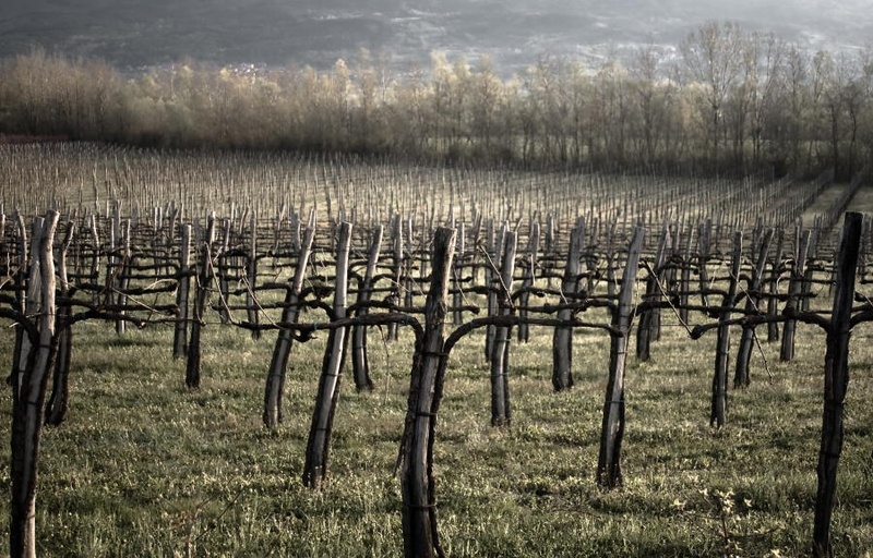 vinogradniški bataljon by eli