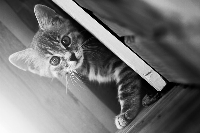 Curiosity by Peter