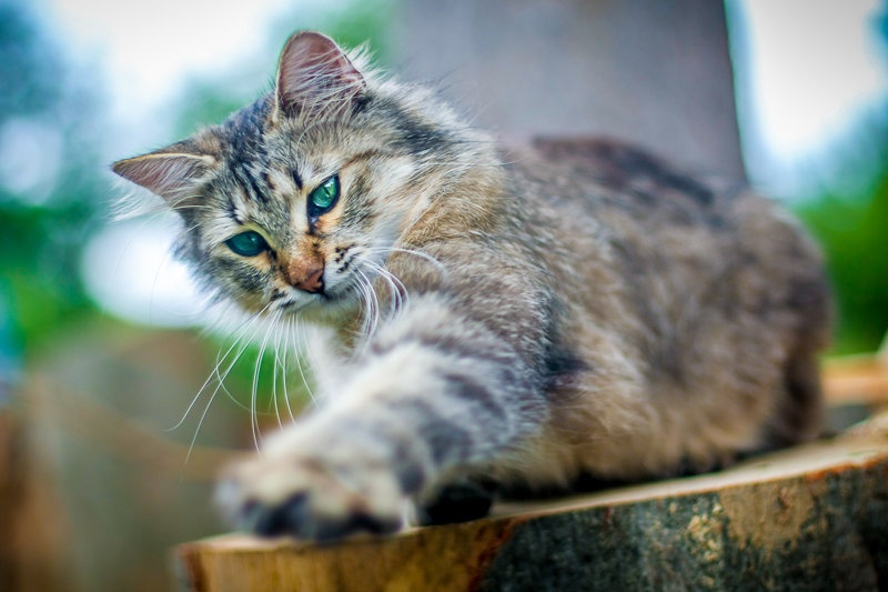 Photographer give me five by Peter