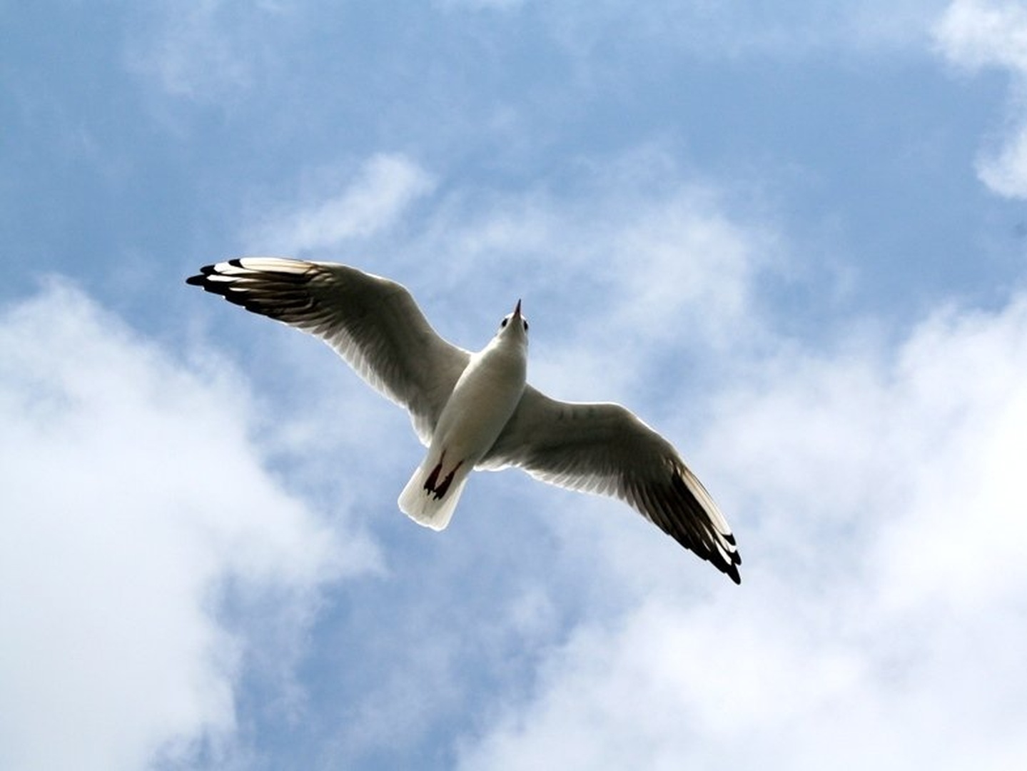 freedom by Marijan Mlakar