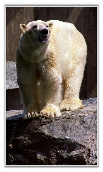 Eisbär by Boki