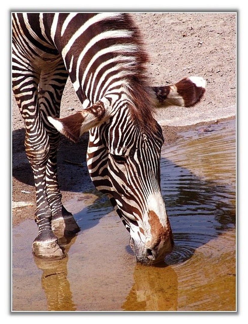 Zebra by