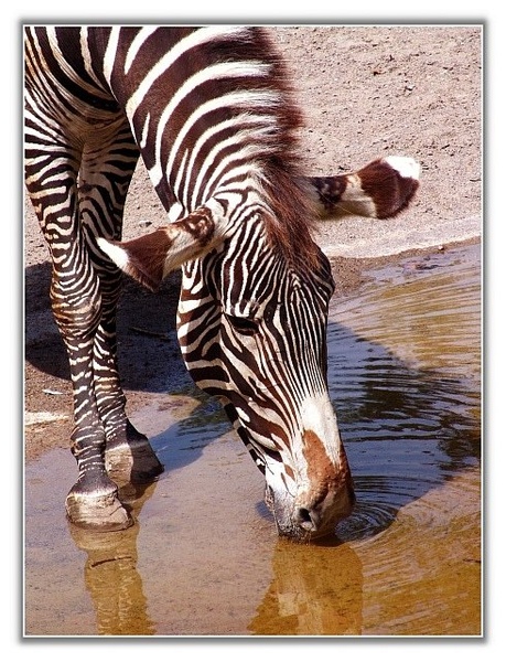 Zebra by Boki