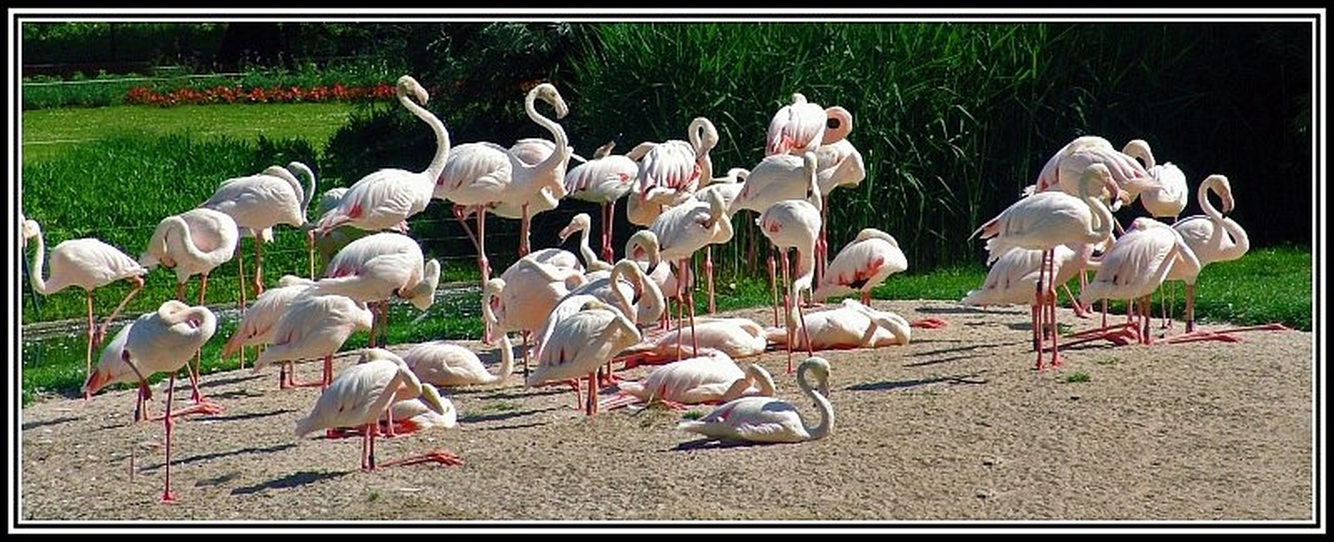 Flamingo by