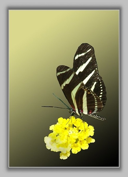 Butterfly by Boki
