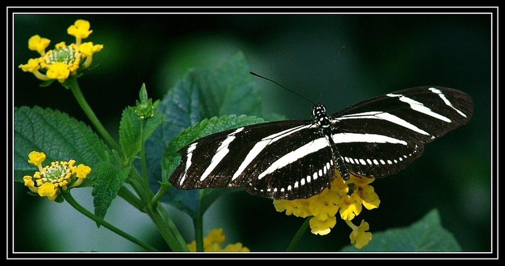 Schmetterling by