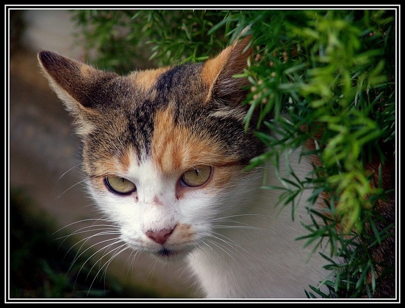 Cica maca by