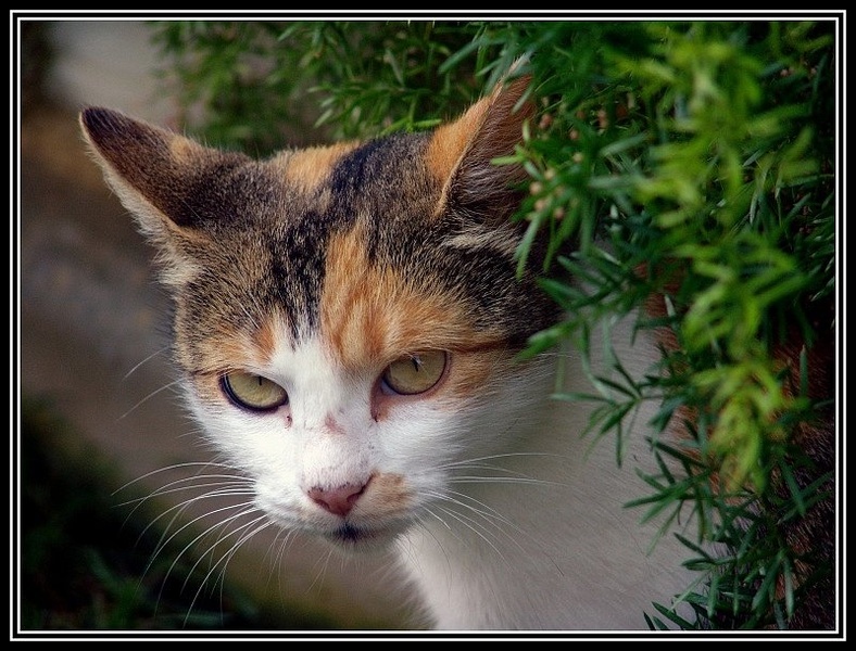 Cica maca by Boki