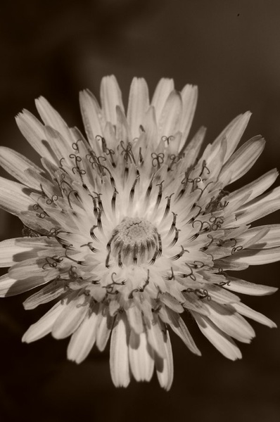 plevel by rajko