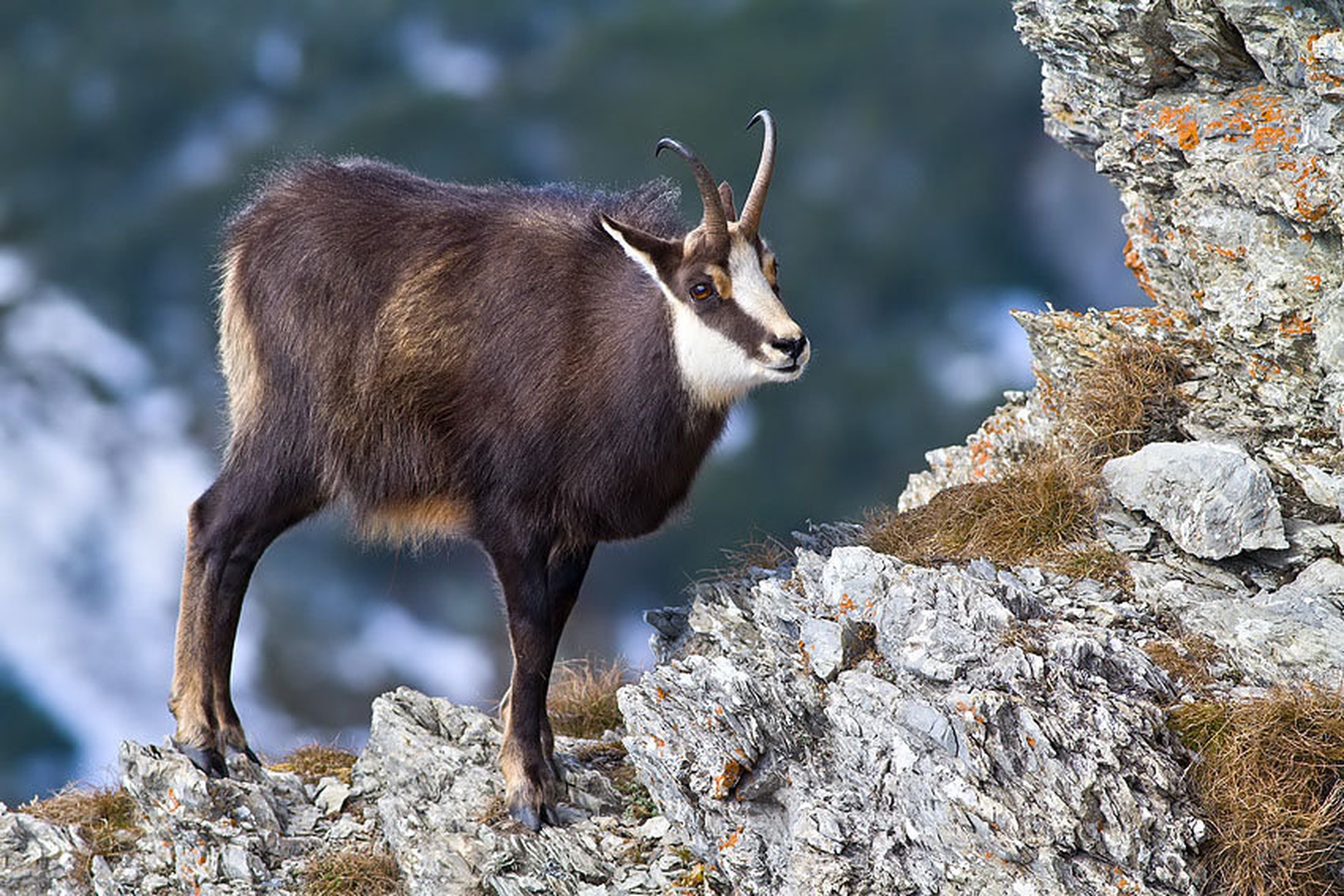 Rupicapra rupicapra by