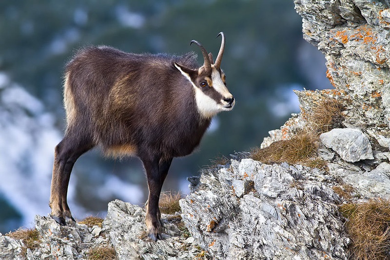 Rupicapra rupicapra by godi