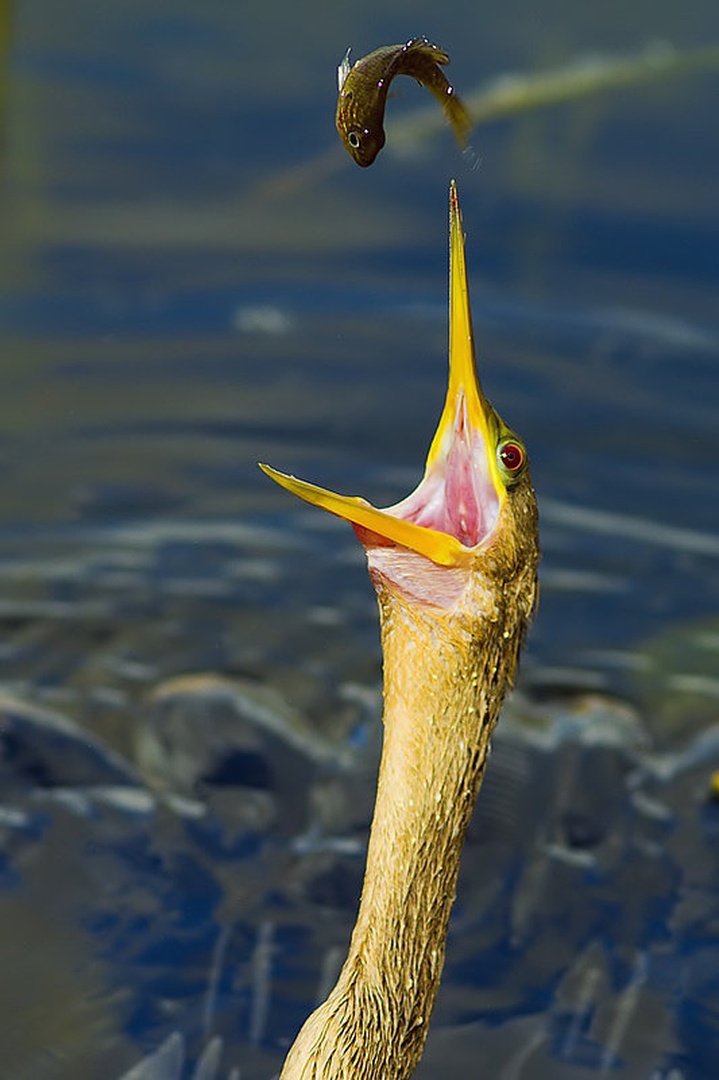 Anhinga by