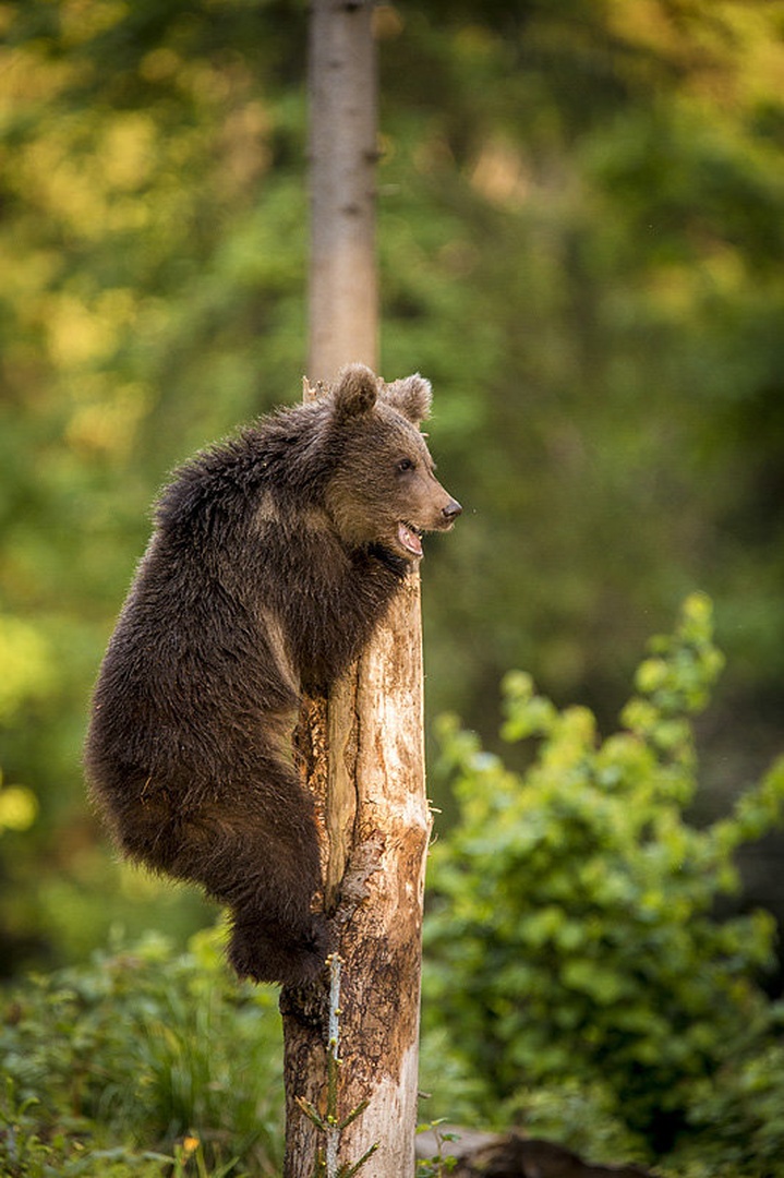 Ursus by